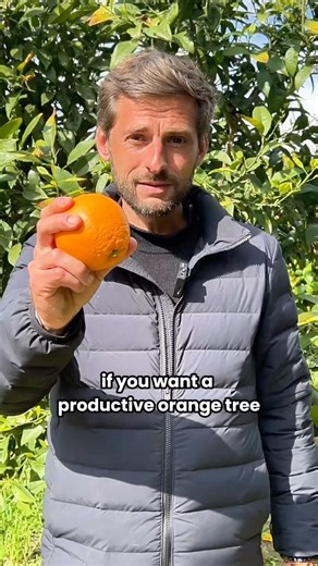 Gardening Tips for your Orange Tree 🍊🌿 #trees #orange #garden