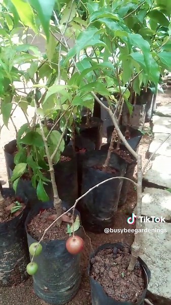 Busy Bee Gardening: Flower and Fruit Plants at Rs.400 in Western Province