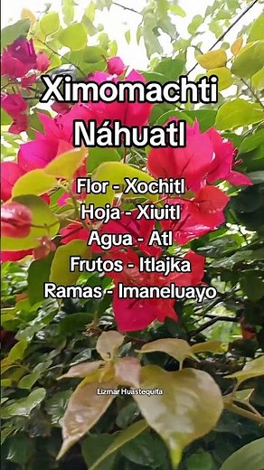 Aprende algunas palabras en Náhuatl #huasteca #parati #mipueblo #nahuatl #tradicion #aprender