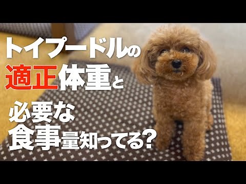 トイプードルの体重と食事量を確認する方法 理想の体型のチェックの仕方 適正体重とボディコンディションスコア