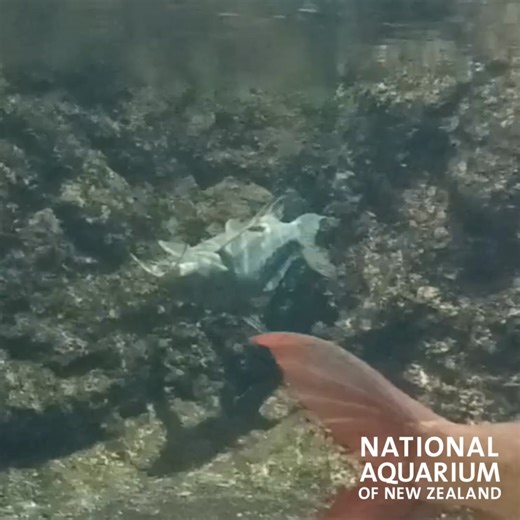Ever wondered why the upside‑down catfish swims belly‑up? It’s not confused — it’s clever! This quirky fish has evolved to swim upside down so it can feed more easily at the water’s surface and graze on algae along the underside of rocks and plants. Native to the Congo River Basin, the upside‑down catfish’s unusual style is a brilliant survival trick, and one of the many wonders of the aquatic world. Come see this fascinating behaviour in action at the National Aquarium of New Zealand! | Nationa