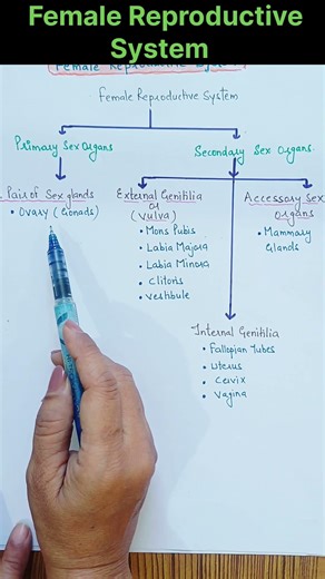 Female Reproductive System #shorts #youtubeshorts #drrajaniclasses