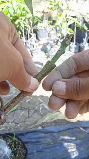 mango grafting techniques | propagation mango tree by grafting #satisfying #reels #gardening101 | GardeningFruit