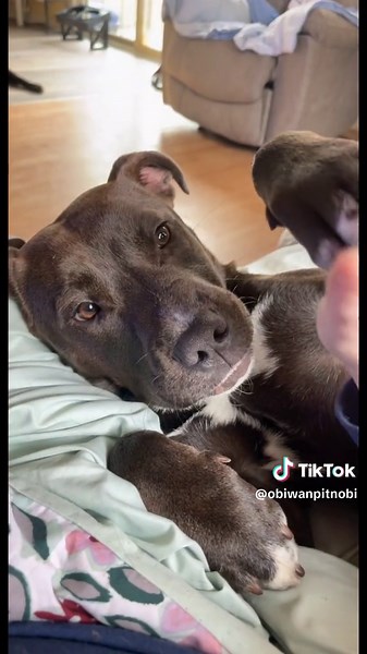 My bubby 🐾❤️ #labrabull #labrabullsoftiktok #labrabulllove #pitador #pitadorsoftiktok #pitbulllove #pittiesoftiktok #pitmixoftiktok #ilovemydog #pitbullsaredangerous #pitbullsaresweet #pitbullsarentmean #furmom #rescuemom #dogmom #dogsarebetterthanhumans