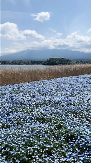 Oishi Park: Flora, Fauna, Fujisan 🇯🇵