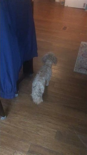 From the archives: Rusty Poo my old dog (original audio)