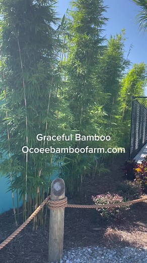 Graceful Bamboo also known as Textilis Gracilis or Weaver Bamboo visit Ocoee Bamboo Farm 407-777-4807 Fast Growing Privacy plants for a green wall and privacy screening in your backyard oasis Bamboo privacy #Bamboo screening Bamboo #screeningplants Planting bamboo for privacy Bamboo for screening #bambootrees for privacy Clumping bamboo for privacy Bamboo hedge fence Orlando #heathrow #bradenton Sanford Largo #Deland RiverView Maitland cocoa #dunnelon Bay Lake Forest City Haines City Seffner Por