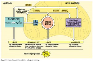 Energy: Cellular Respiration