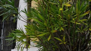 Nerium oleander is shrub or small tree cultivated worldwide in temperate and subtropical areas as ornamental and landscaping plant. It is only species currently classified in genus Nerium Stock Video
