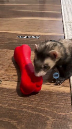 He looked at me like I’m supposed to do something #ferret #ferrets #pets #petsofinstagram#ferretlife