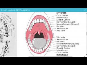 Introduction to Dental Anatomy