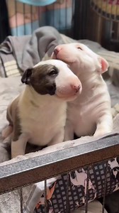 cute baby | Bull Terrier Club