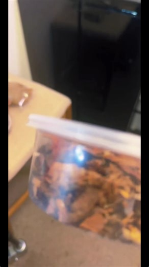 Reposting yesterdays live. Follow along as we pack an order for shipping! Packing methods, tools we use, best practices and some random isopod knowledge are all included in this extended clip. Please post any questions you may have about shipping isopods or similar! #isopodfactory #isopodsoftiktok #shippingisopods #bioactive #rolypoly