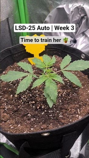 LSD-25 Auto by FastBuds | Week 3 - First Training