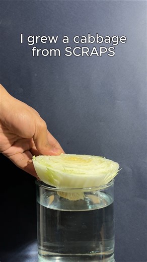 Regrowing cabbage from a cutting at home, easy food