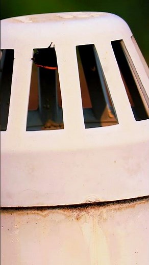 A Bug's Life: Stunning Cinematic Short in 4K 🎥🐞"