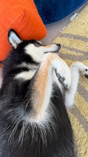 寺島 しのぶ／SHINOBU TERAJIMA on Instagram