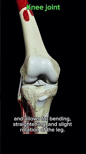Knee Joint Anatomy 🦵 Easy Explanation for Students & Patients #KneePain #Exercise