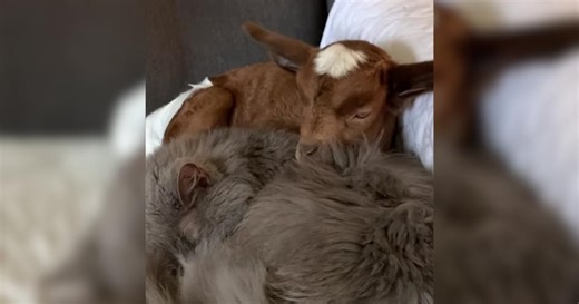 Senior Cat Adopted A Baby Goat And Accidentally Creates a “Goat Cat”