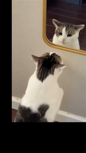 Compilation de vidéos drôles de chiens et de chats