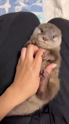 Adorable Baby Otter Moments | Cutest Otters Ever!