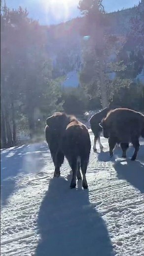 Idiot Yellowstone Snowmobile Tour Guide Stampedes Bison Herd