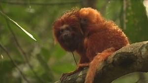 Brazil builds bridge for endangered monkeys to help them cross road