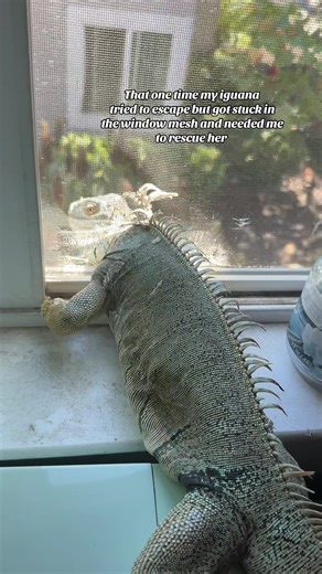 Rescuing My Iguana from a Window Mishap