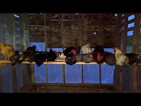 How Do Chickens Sleep At Night | How To Roosting Bars