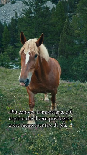 Più conosco la montagna, più capisco che il vero privilegio è avere meno e sentire di più. 🏔️ #camping #mountain #mountainlife #outdoorlife #horses