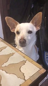 1.7K views · 89 reactions | DOLLY IS AVAILABLE FOR ADOPTION Dolly...