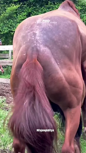 horse Intense mating season #candycane #blackhorse #arabianhorse #stallion #mare