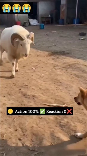 Goat vs Dog Viral Funny Action 😱 #viral #funny #comedy #shorts #action #reaction