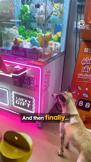 Homeless dog gets his first toy 🥹 | Doggo Tube