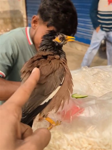 Wild Tame Bird: A Heartwarming Encounter