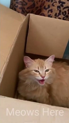 Cat Labour Struggling to Give Birth