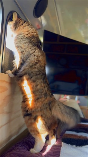 Ziggi’s daily stretching and being nosey 😝