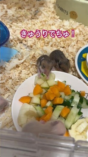 ベビハムちゃんと野菜🥦 #ハムスター #赤ちゃん #hamster #ハムスターかわいい面白い #ゴールデンハムスター #癒し #キンクマ