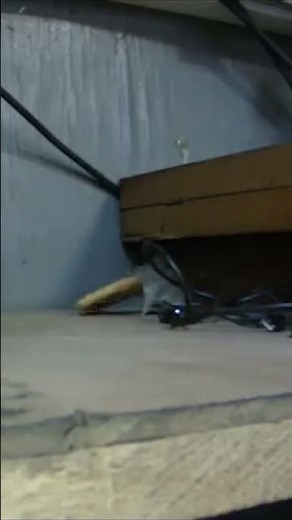 Determined Mouse Tries To Grab Cookie Off Counter