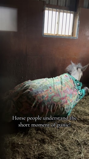 Need to see that shake! #mule #mare