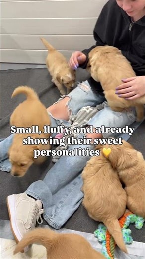 This is what a Mini Golden looks like at 6 Weeks #minigolden #goldenretriever #minipuppy #puppy #fyp