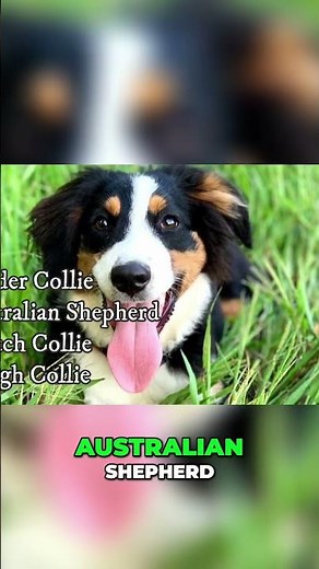 The English Shepherd Is 100% American 🇺🇸