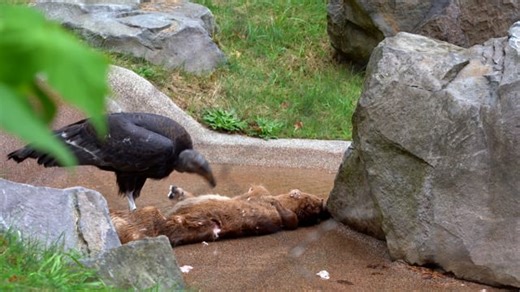Condors, Birds, Eating. Free Stock Video