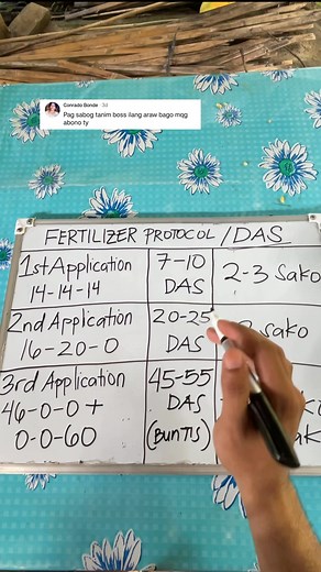 399K views · 3.4K reactions | Fertilizer protocol | DAS Days after Seeding| ginagawa nyo din ba yung ganitong protocol #agriworkstv | Agri Works TV | Facebook