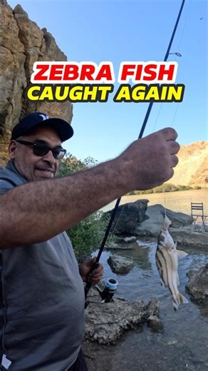 Zebra Fish Caught #fishing