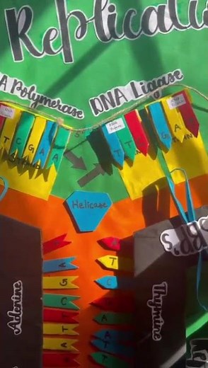 DNA Replication Model | Class 12 Biology