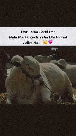 har larka larki py ni marta #cow #cattleworld #bakraeidspecial #bullfarm #cowpalace