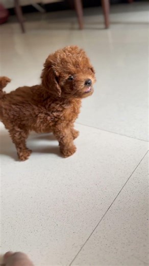 Just 7 Days & Heidi Stole Our Hearts 💕 | Toy Poodle Heidi