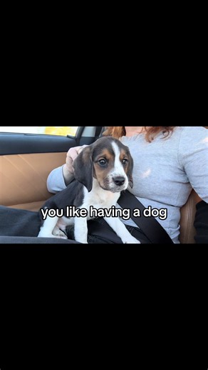 Une des plus belles choses qu’il soit arrivée à ma maman 🥹❤️ #biggylebeagle #beagle #beaglepuppy #beagles #beaglelover