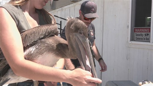 Pelican Problems: What you should do if a pelican gets tangled in a fishing line